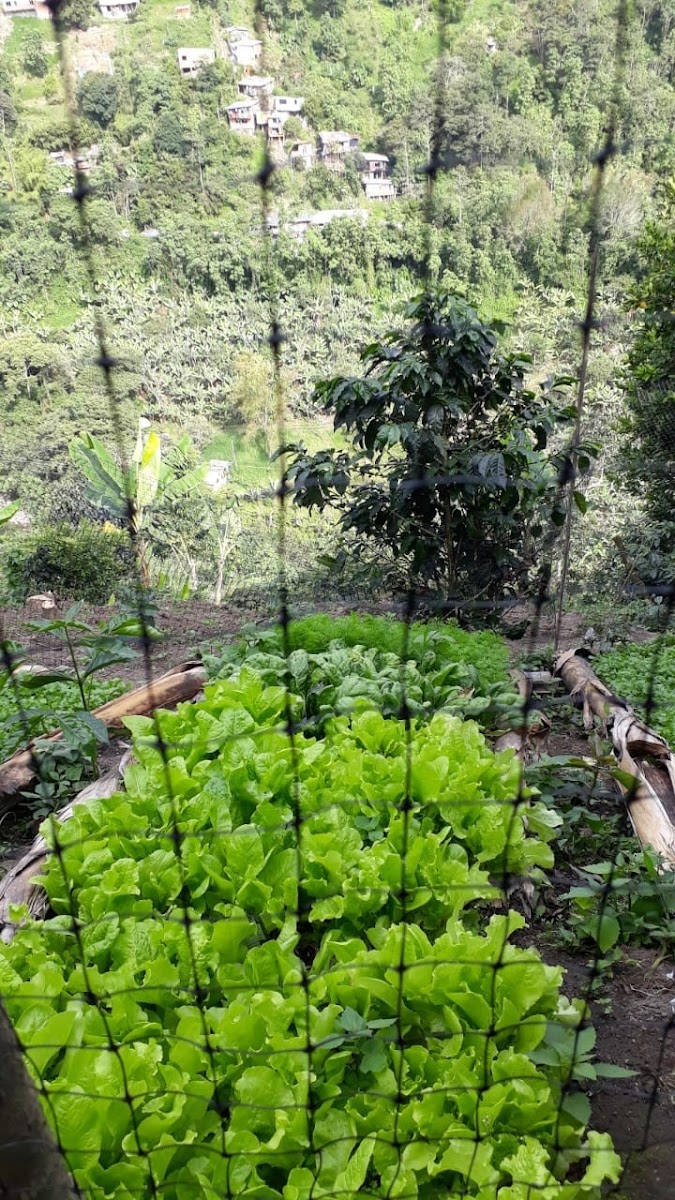 Foto de Finca en Venta en Estambul, Manizales - 24 - 279024289