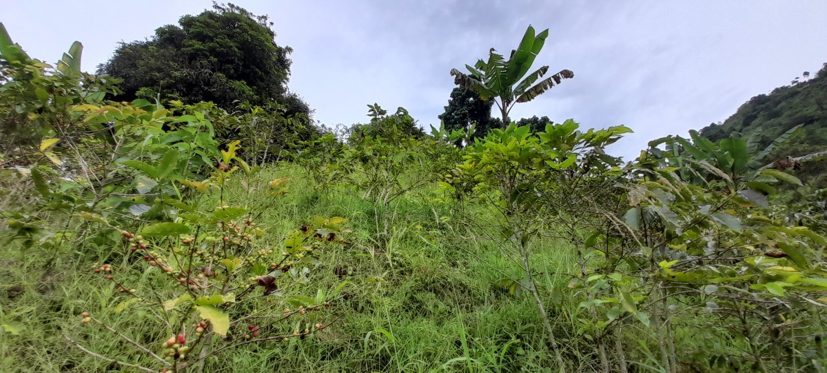 Foto de Finca en Venta en Los nogales, Manizales - 12 - 24633