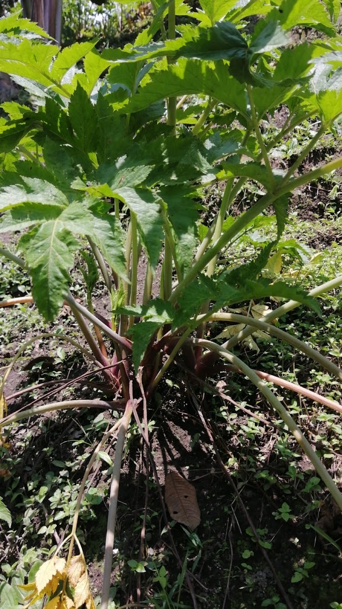 Foto de Finca en Venta en La siria, Chinchina - 8 - 279024691