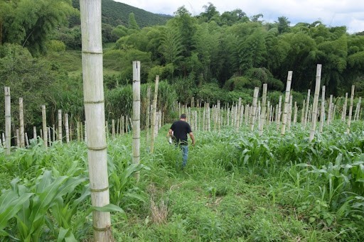 Foto de Finca en Venta en La cabaña, Manizales - 6 - 279024307