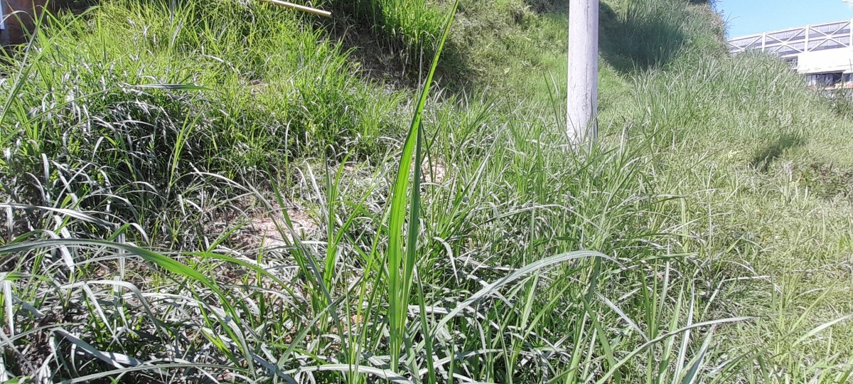 Foto de Lote / terreno en Venta en La isabela, Villamaria - 2 - 25073