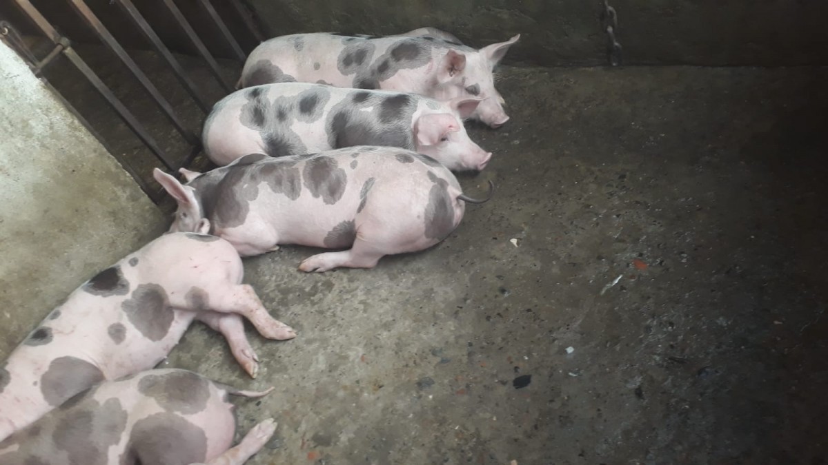 Foto de Finca en Venta en Estambul, Manizales - 22 - 279024289