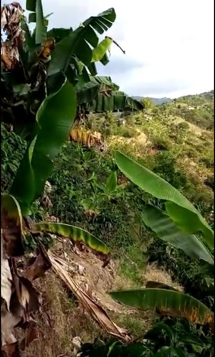 Foto de Finca en Venta en Llano grande, Neira - 2 - 279022223