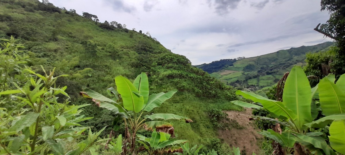 Foto de Finca en Venta en Los nogales, Manizales - 9 - 24633
