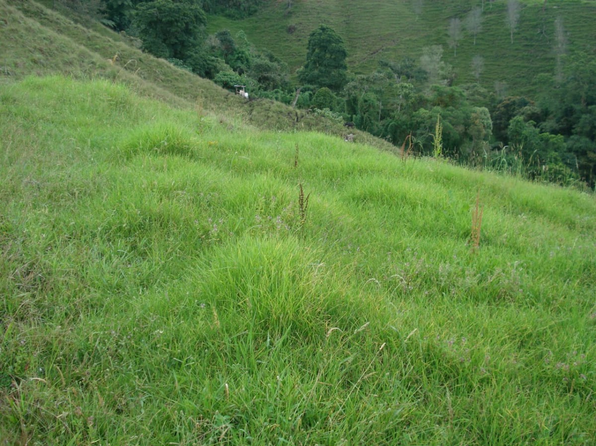 Foto de Finca en Venta en Padua, Libano - 2 - 279020339