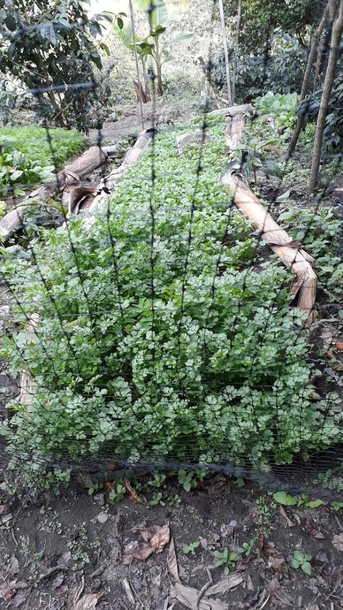 Foto de Finca en Venta en Estambul, Manizales - 23 - 279024289