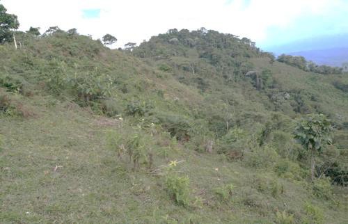 Foto de Finca para Venta en Dosquebradas, Dosquebradas - 279022370