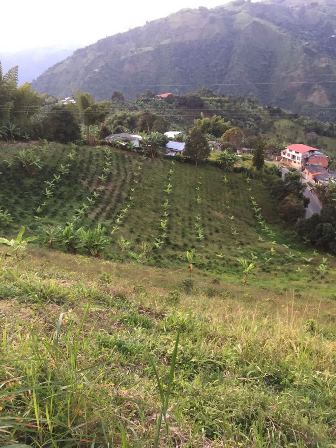 Foto de Finca en Venta en Altobonito, Manizales - 2 - 17458