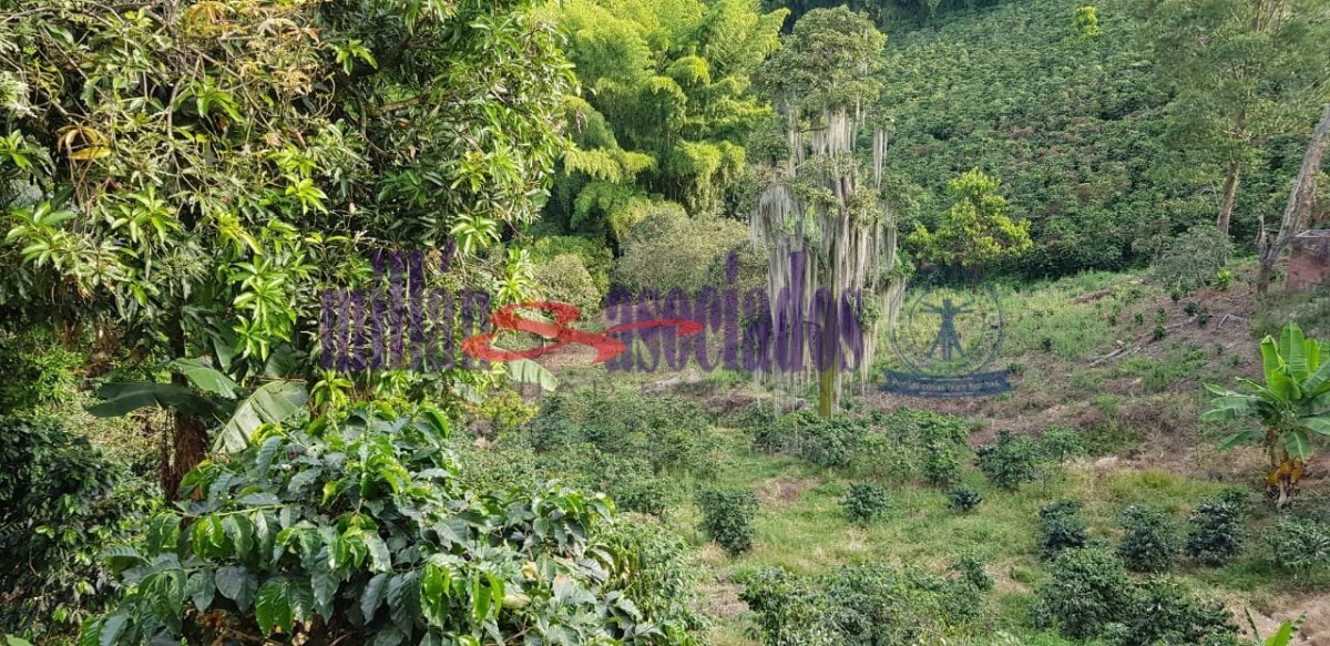 Foto de Finca en Venta en Tres esquinas, Chinchina - 14 - 52177