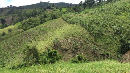 Foto de Finca en Venta en Las pavas, Chinchina - 6 - 16774