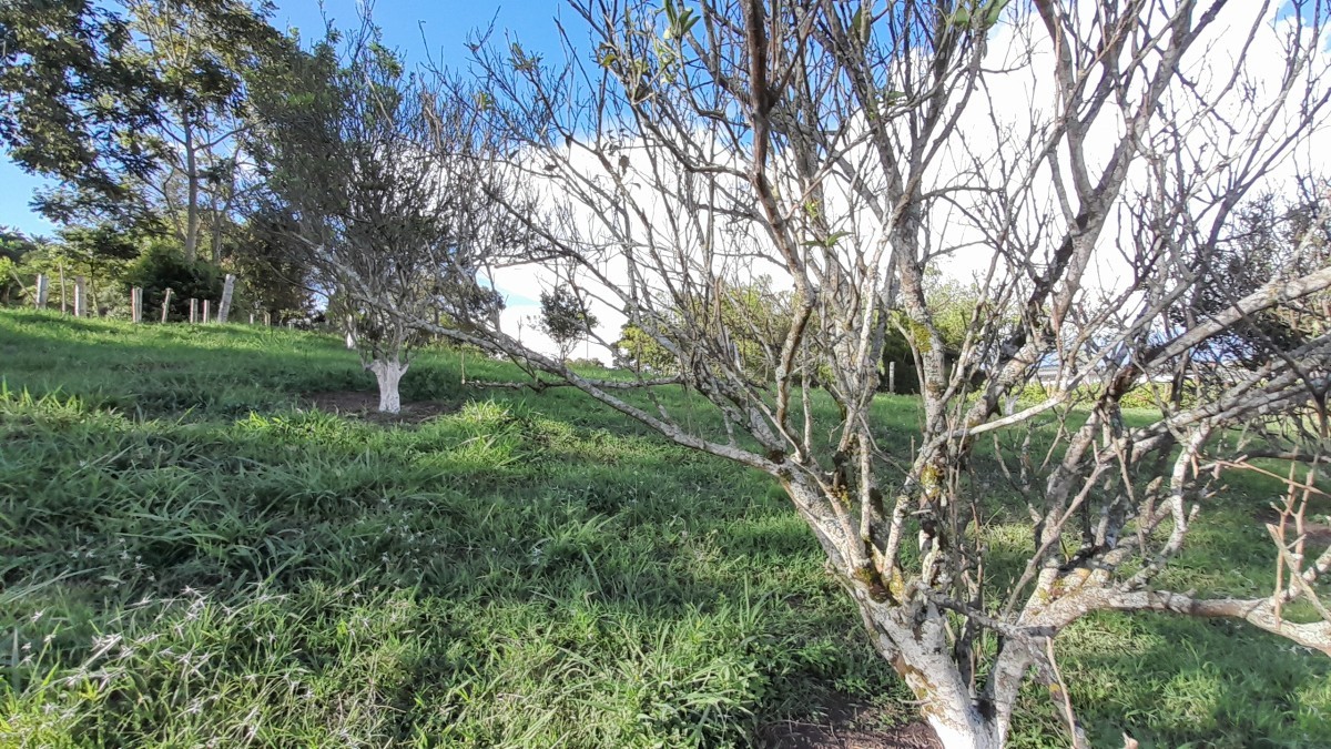 Foto de Lote / terreno en Venta en Arauca via risaralda, Risaralda - 19 - 279024588