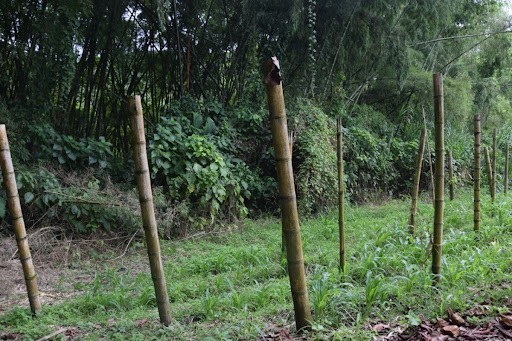 Foto de Finca en Venta en La cabaña, Manizales - 5 - 279024307