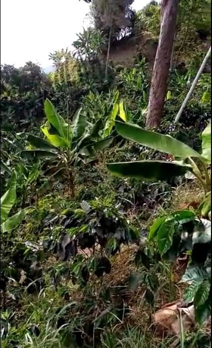 Foto de Finca en Venta en Llano grande, Neira - 1 - 279022223