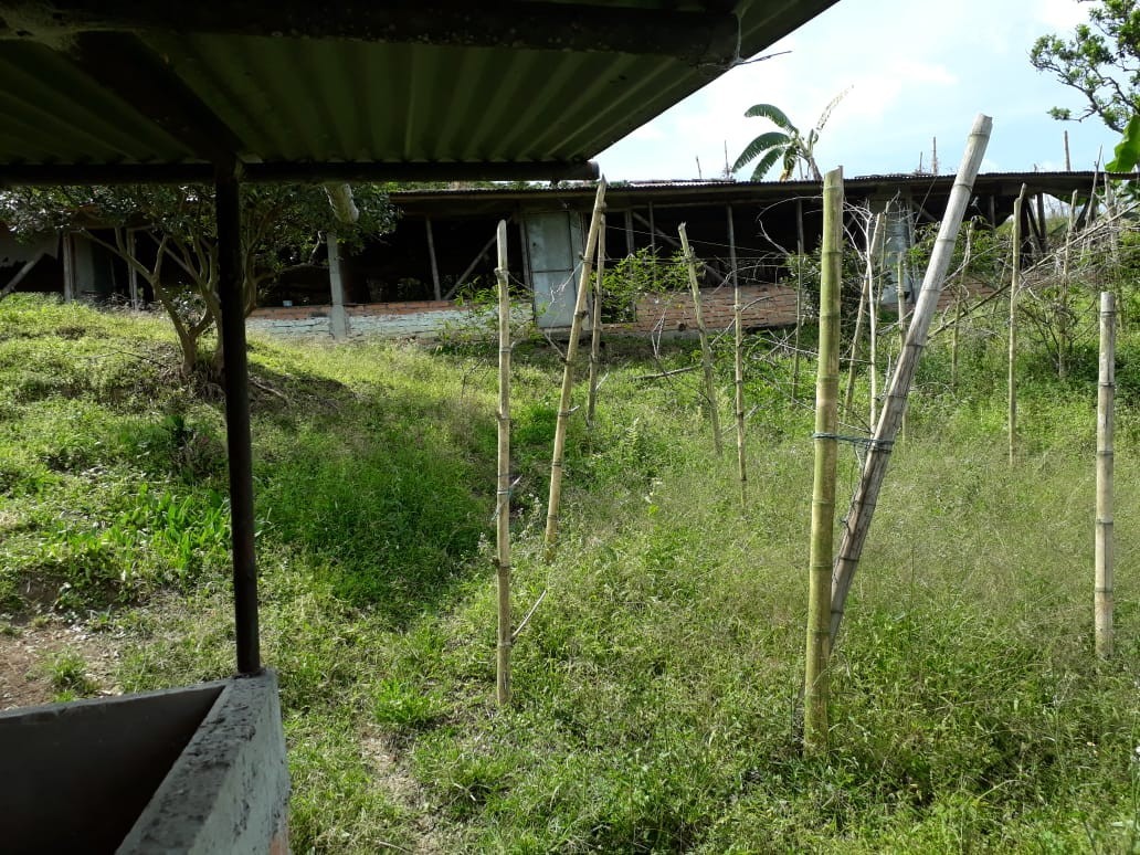 Foto de Finca en Venta en Alto chuscal, Chinchina - 6 - 21129