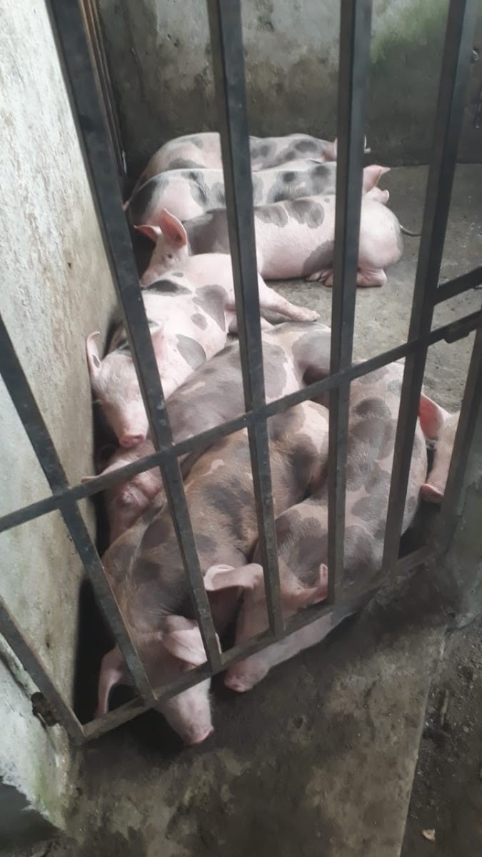 Foto de Finca en Venta en Estambul, Manizales - 21 - 279024289