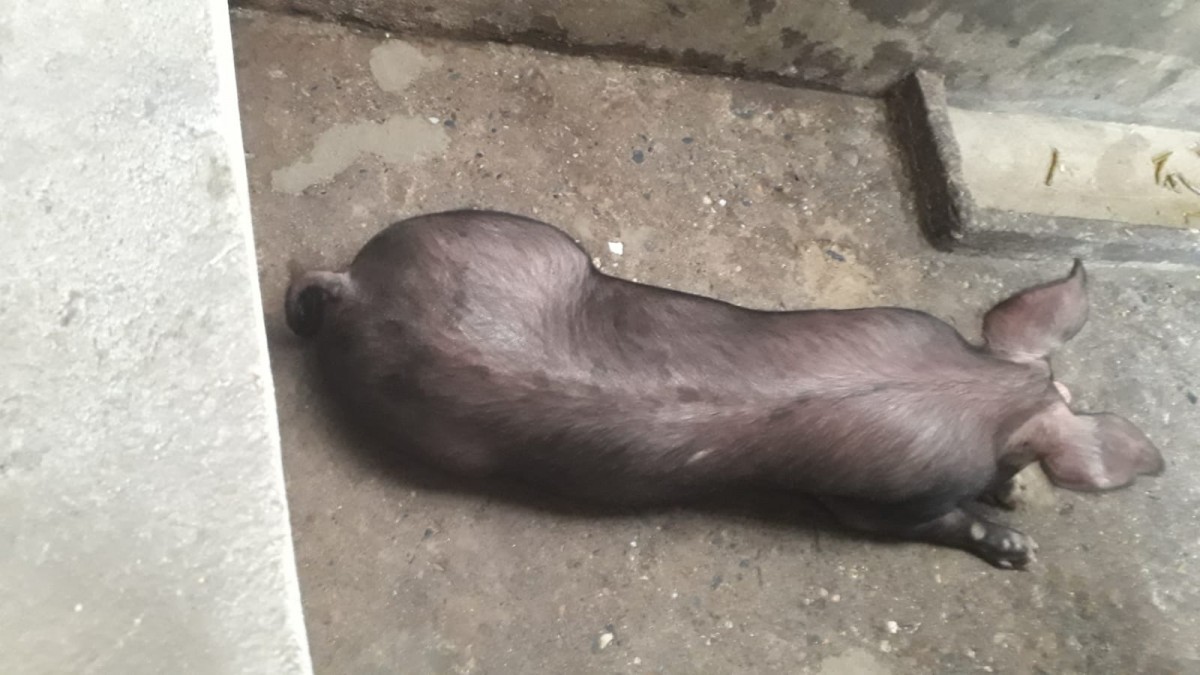 Foto de Finca en Venta en Estambul, Manizales - 19 - 279024289