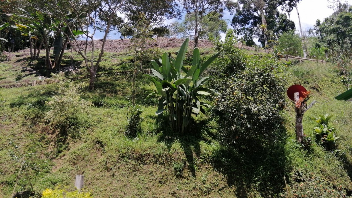 Foto de Finca en Venta en La siria, Chinchina - 10 - 279024691