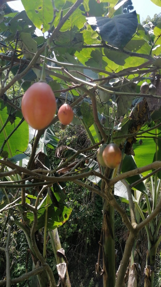 Foto de Finca en Venta en La siria, Chinchina - 13 - 279024691