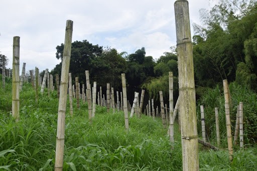 Foto de Finca en Venta en La cabaña, Manizales - 9 - 279024307