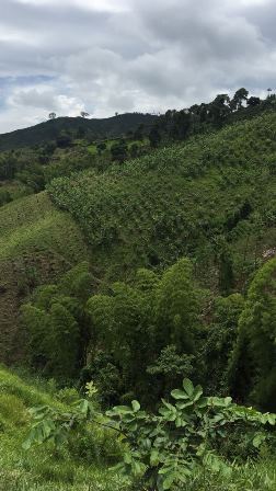 Foto de Finca en Venta en Las pavas, Chinchina - 14 - 16774