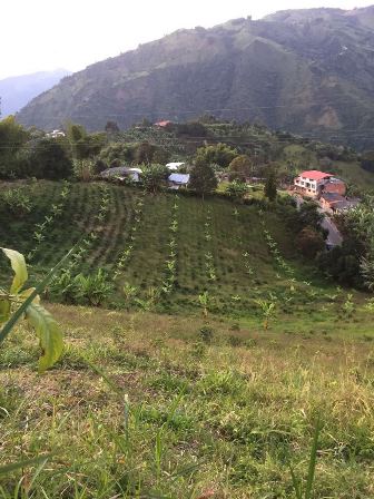 Foto de Finca en Venta en Altobonito, Manizales - 4 - 17458