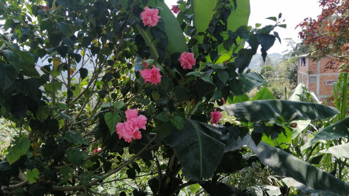 Foto de Finca en Venta en La siria, Chinchina - 20 - 279024691
