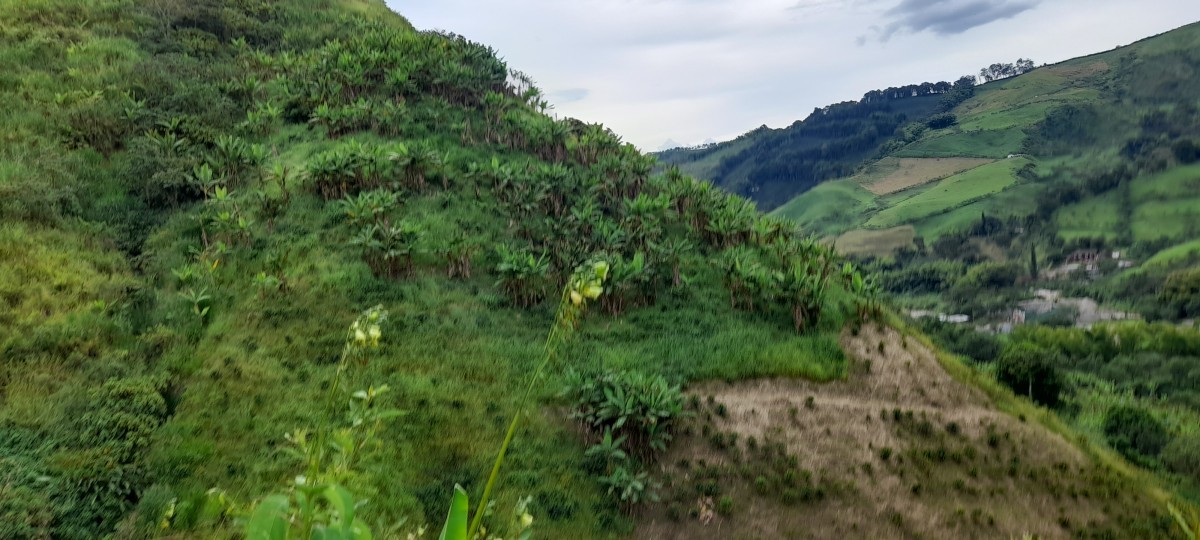 Foto de Finca en Venta en Los nogales, Manizales - 6 - 24633