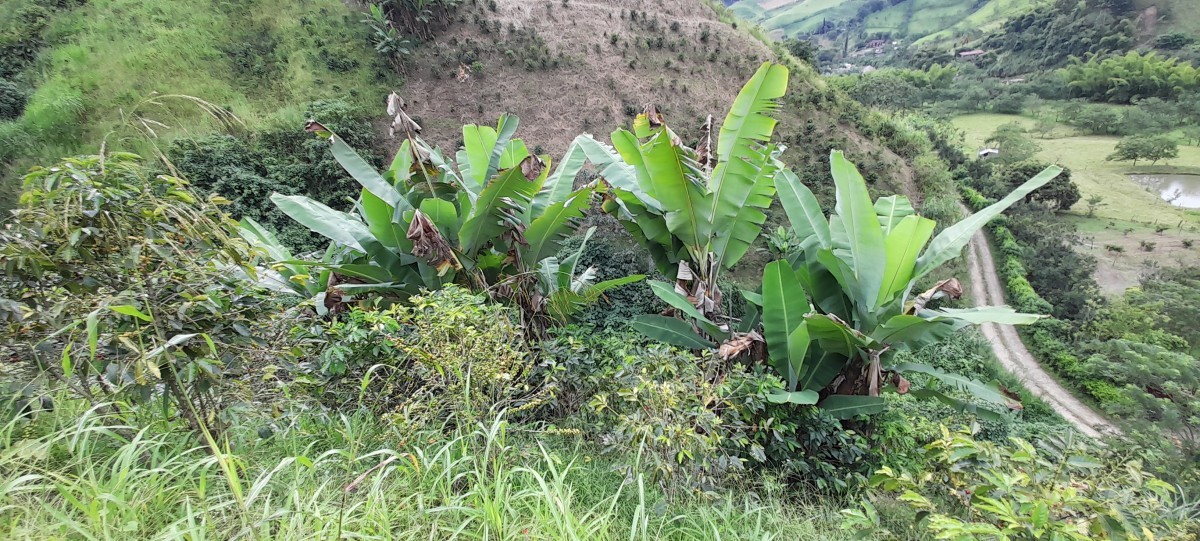 Foto de Finca en Venta en Los nogales, Manizales - 11 - 24633