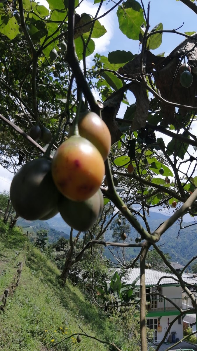 Foto de Finca en Venta en La siria, Chinchina - 12 - 279024691