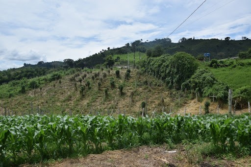 Foto de Finca en Venta en La cabaña, Manizales - 2 - 279024307
