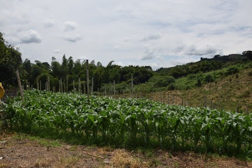 Foto de Finca en Venta en La cabaña, Manizales - 7 - 279024307