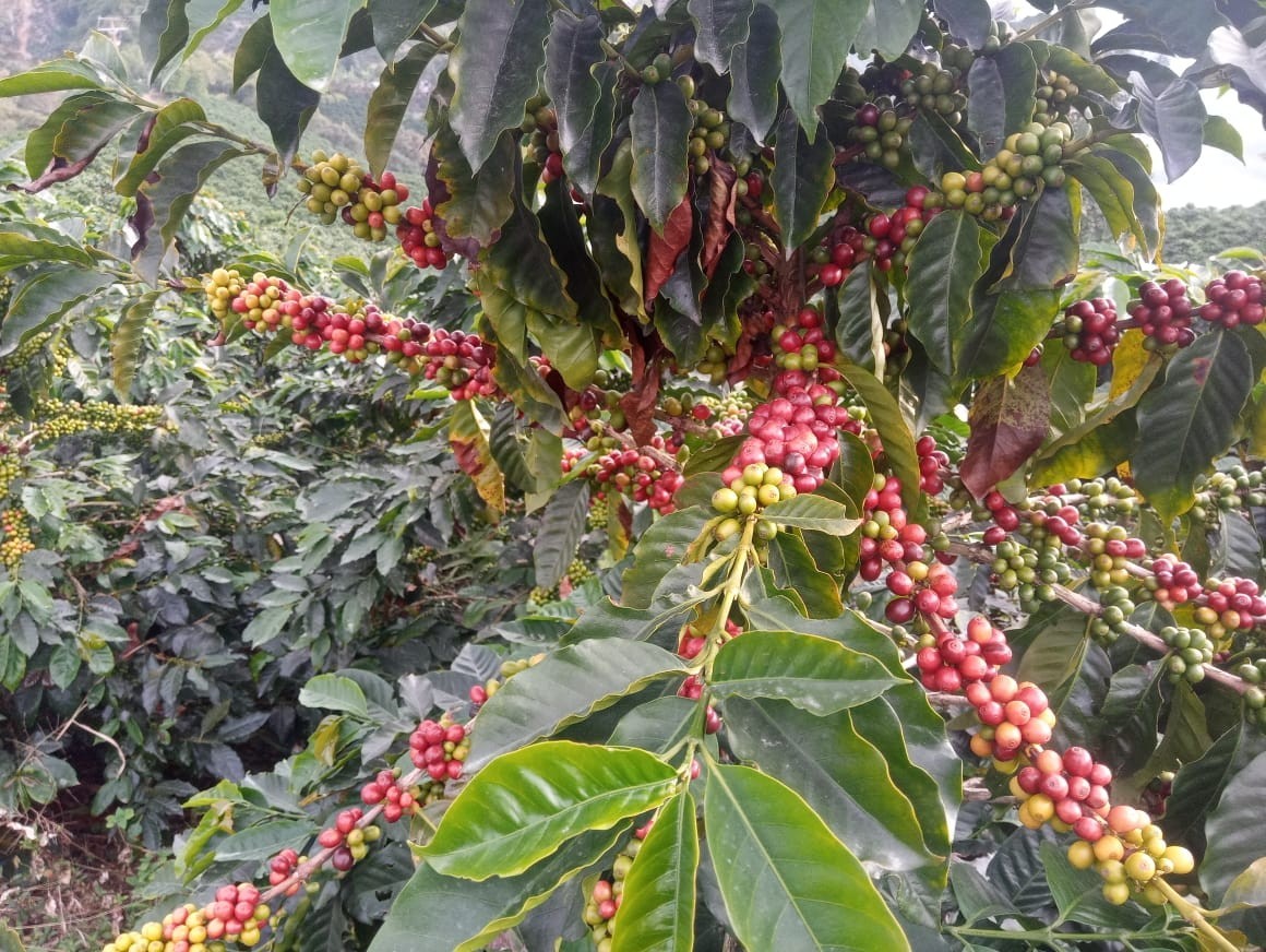 Foto de Finca en Venta en Alto chuscal, Chinchina - 9 - 21129