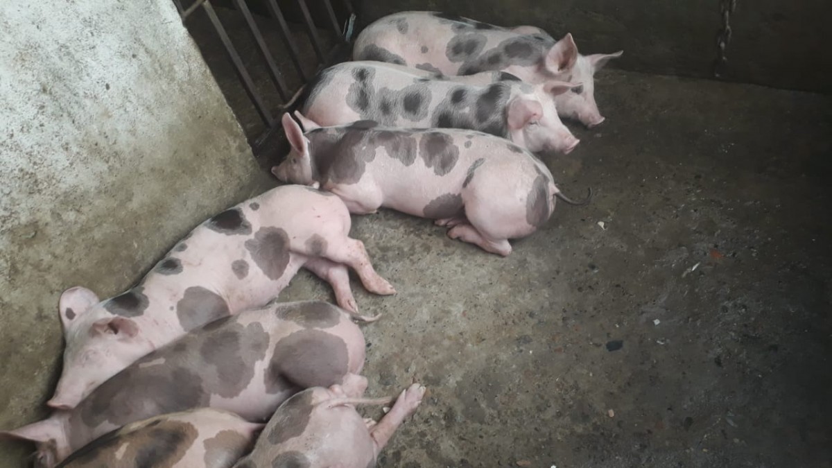 Foto de Finca en Venta en Estambul, Manizales - 20 - 279024289