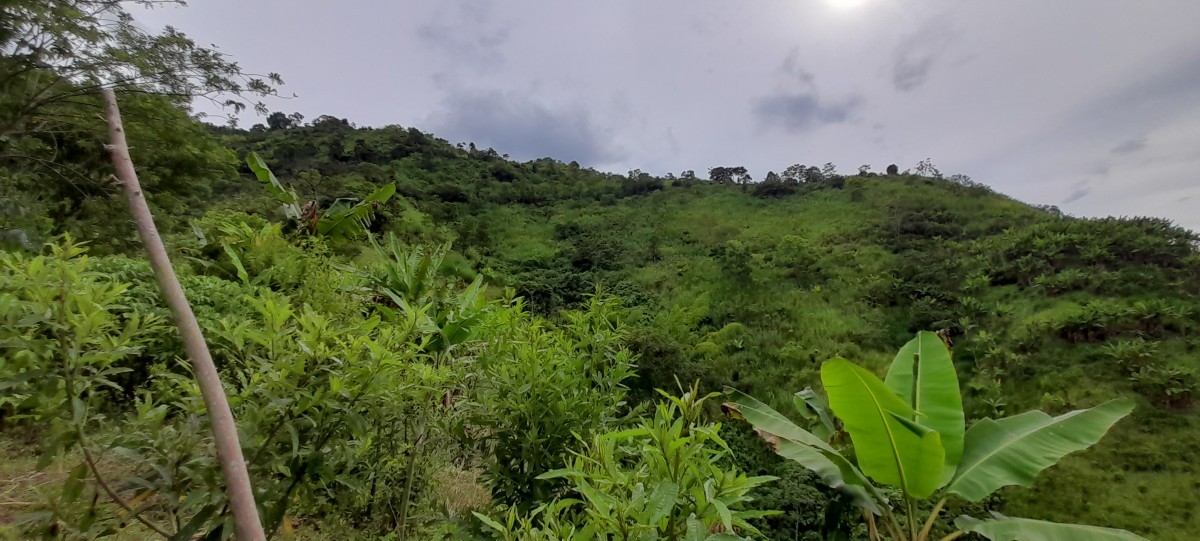 Foto de Finca en Venta en Los nogales, Manizales - 8 - 24633