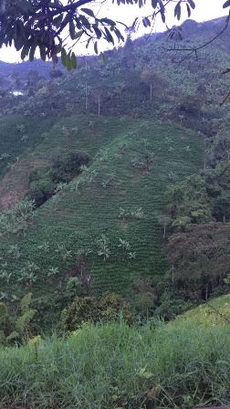 Foto de Finca en Venta en Las pavas, Chinchina - 11 - 16774