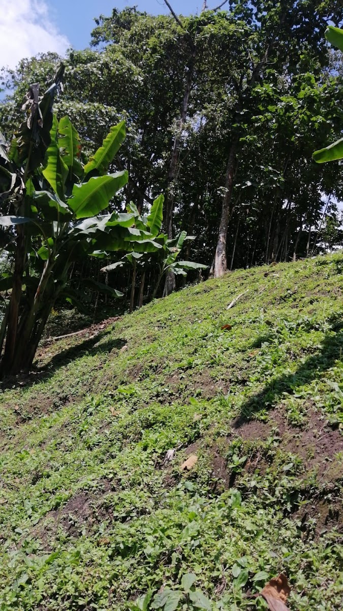Foto de Finca en Venta en La siria, Chinchina - 19 - 279024691