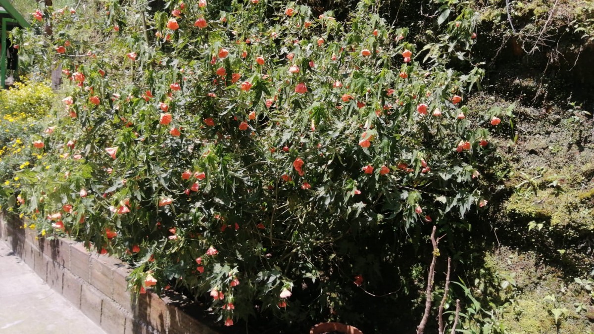 Foto de Finca en Venta en La siria, Chinchina - 16 - 279024691