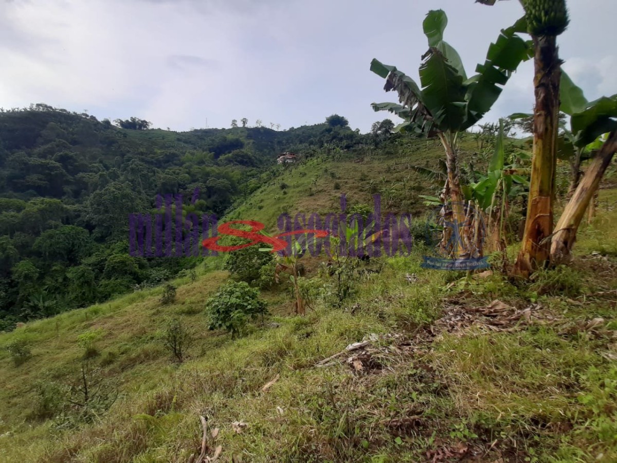 Foto de Finca en Venta en Combia, Pereira - 19 - 51996