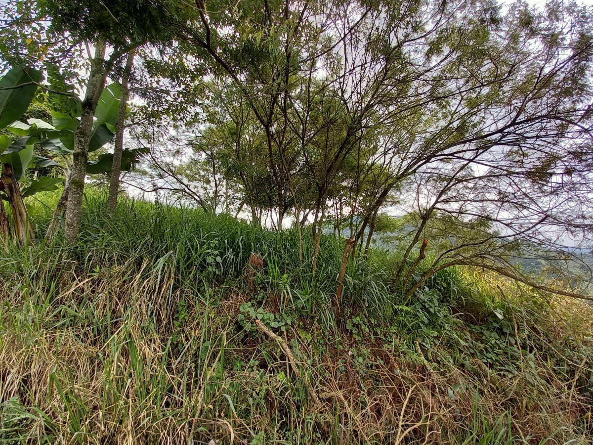 Foto de Lote / terreno para Venta en Arenillo, Manizales - 279024715