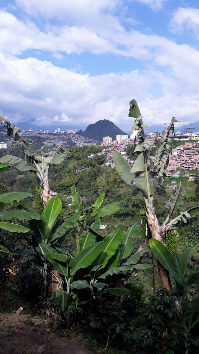 Foto de Finca en Venta en Estambul, Manizales - 17 - 279024289