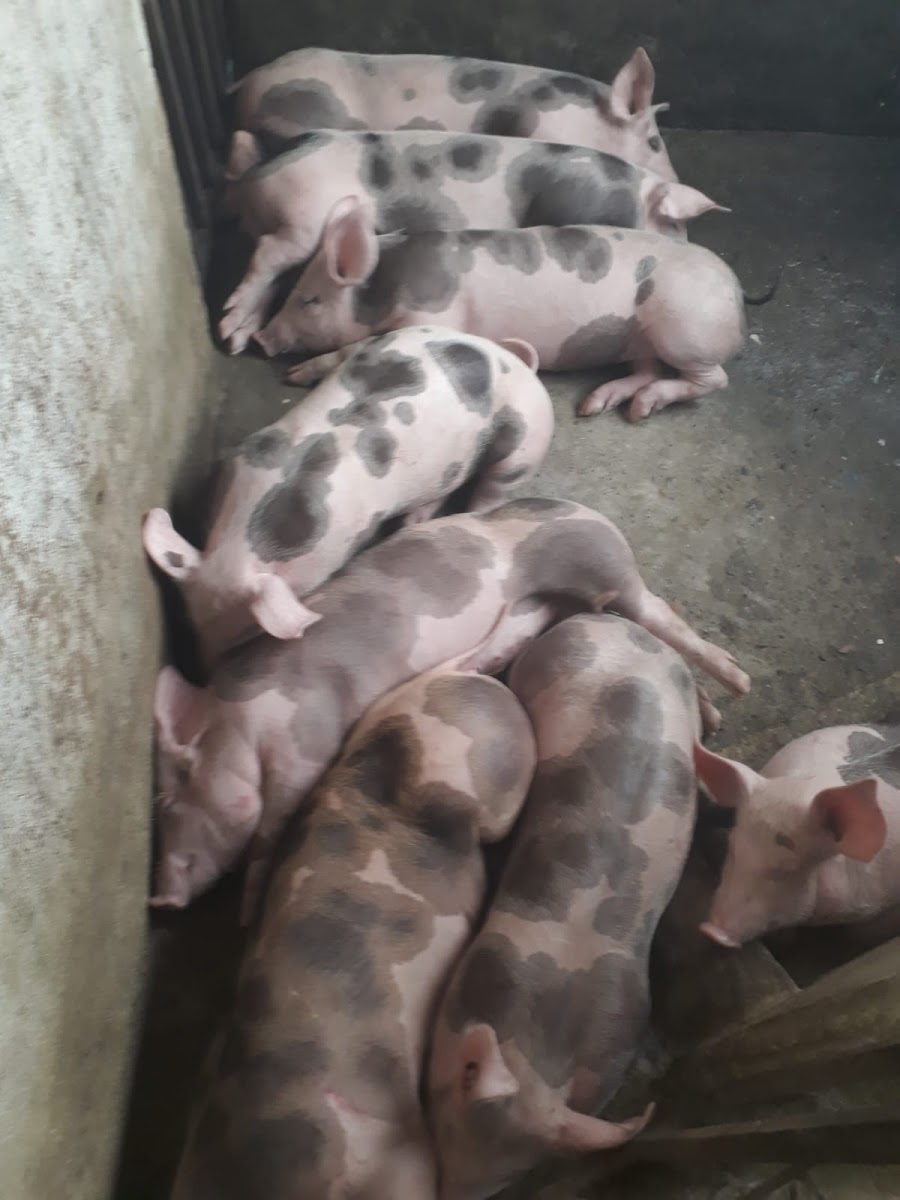 Foto de Finca en Venta en Estambul, Manizales - 18 - 279024289