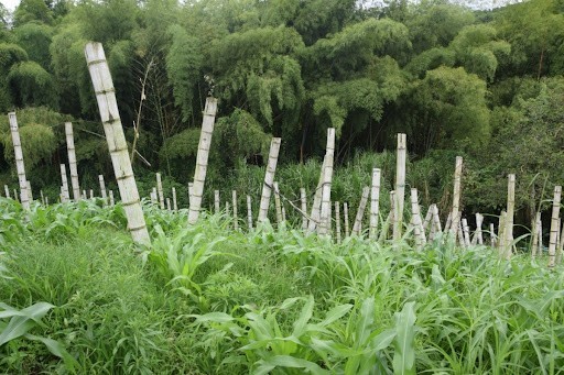 Foto de Finca en Venta en La cabaña, Manizales - 17 - 279024307