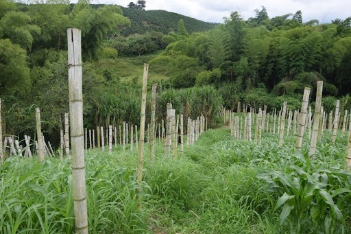 Foto de Finca en Venta en La cabaña, Manizales - 15 - 279024307