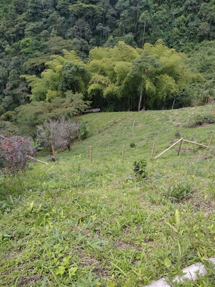 Foto de Lote / terreno en Venta en San peregrino, Manizales - 1 - 279024611