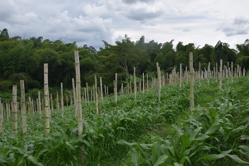 Foto de Finca en Venta en La cabaña, Manizales - 4 - 279024307