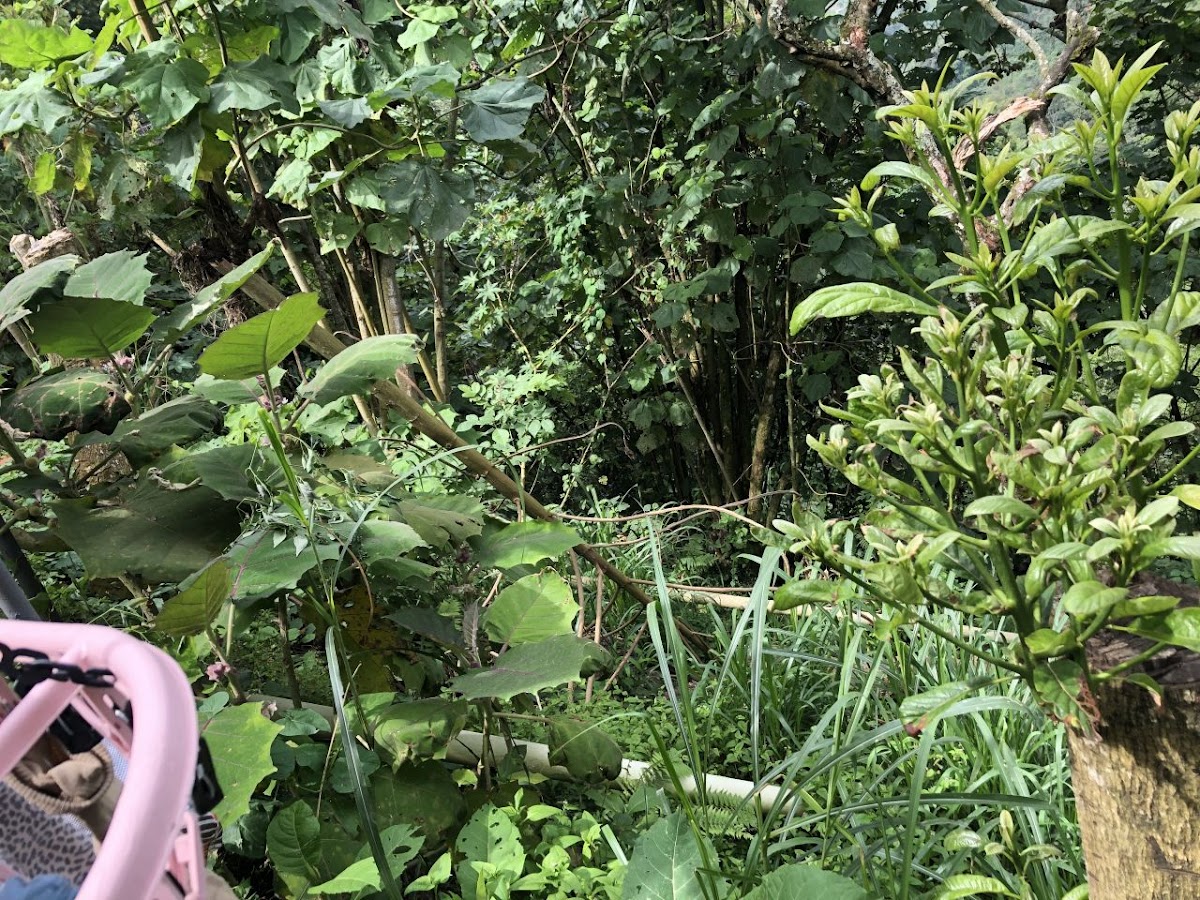Foto de Lote / terreno en Venta en Panamericana, Manizales - 17 - 20489