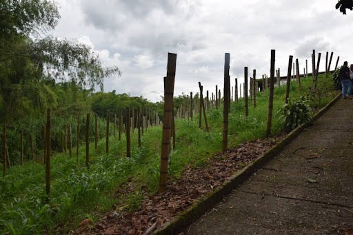 Foto de Finca en Venta en La cabaña, Manizales - 10 - 279024307
