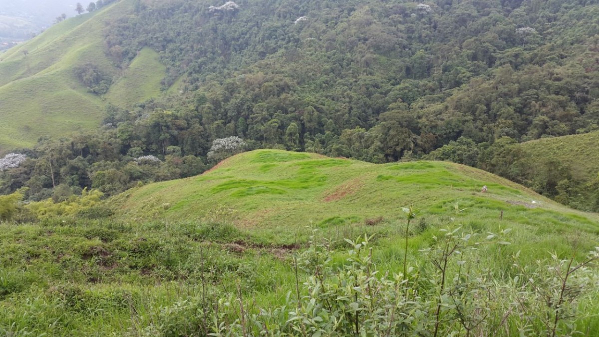 Foto de Finca en Venta en Santa rosa de cabal, Santa rosa de cabal - 11 - 279056021