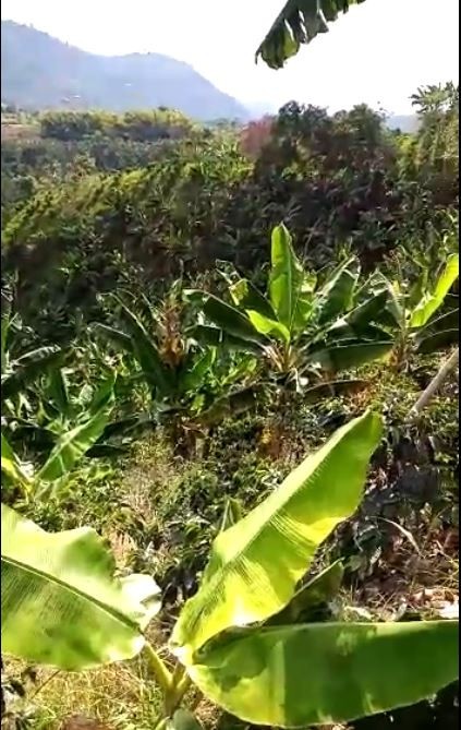Foto de Finca en Venta en Llano grande, Neira - 3 - 279022223