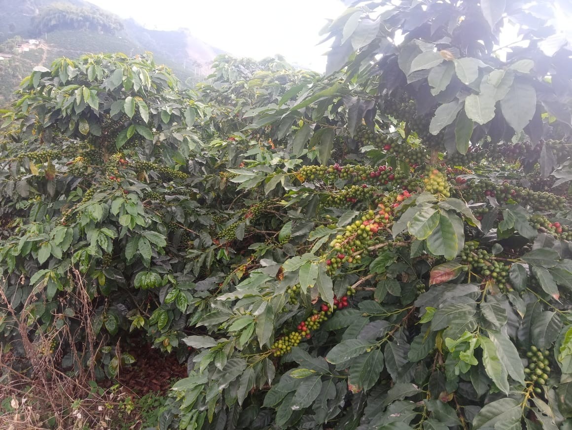 Foto de Finca en Venta en Alto chuscal, Chinchina - 15 - 21129